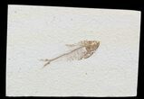 Bargain Diplomystus Fossil Fish - Wyoming #51823-1